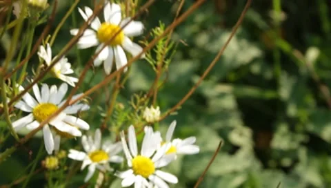 MVI 1779 Stock Footage 8652863