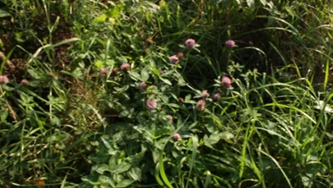 MVI 1780 Stock Footage 8652865