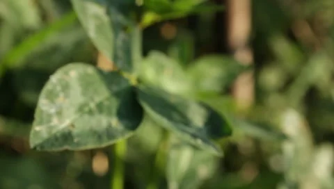 MVI 1782 Stock Footage 8652870