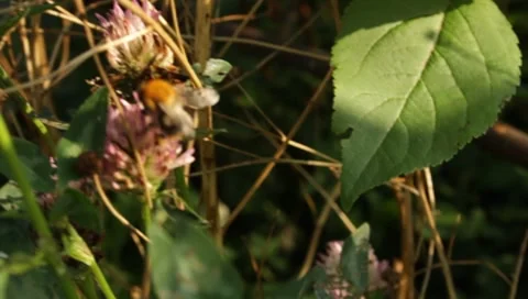 MVI 1784 Stock Footage 8652878