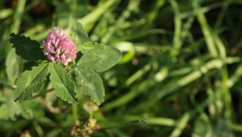 MVI 1785 Stock Footage 8652880