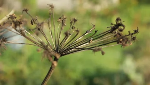 MVI 1786 Stock Footage 8652884