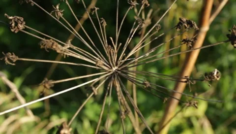 MVI 1787 Stock Footage 8652883