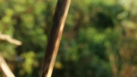 MVI 1788 Stock Footage 8652888