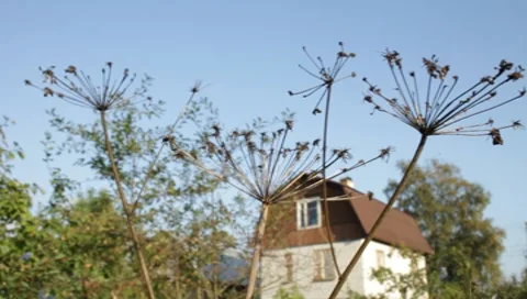 MVI 1789 Stock Footage 8652887