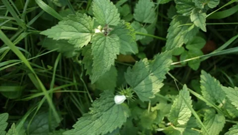 MVI 1790 Stock Footage 8652893