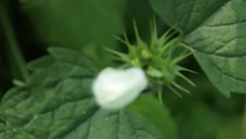 MVI 1791 Stock Footage 8652891