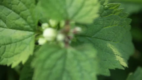 MVI 1792 Stock Footage 8652896