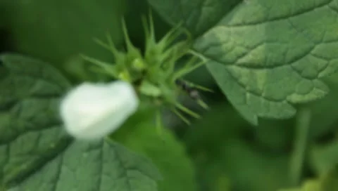 MVI 1793 Stock-Footage 8652899