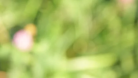 MVI 1794 Stock Footage 8652897