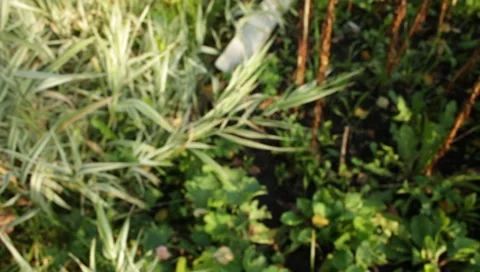 MVI 1795 Stock Footage 8652909