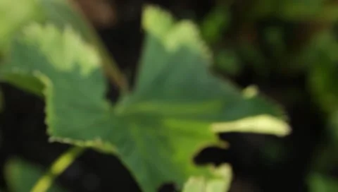 MVI 1796 Stock Footage 8652903