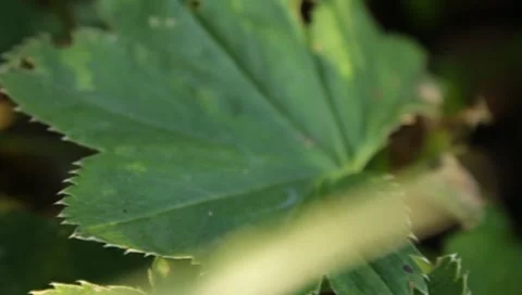 MVI 1797 Stock Footage 8652905