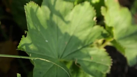 MVI 1798 Stock Footage 8652913