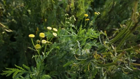 MVI 1800 Stock Footage 8652920