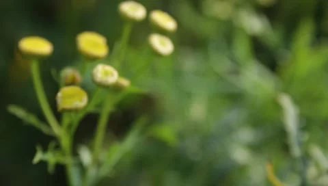 MVI 1801 Stock Footage 8652924