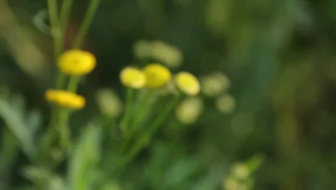 MVI 1802 Stock Footage 8652925