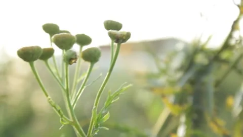 MVI 1804 Stock Footage 8652934