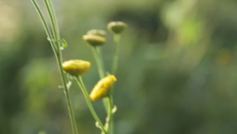 MVI 1805 Stock Footage 8652933