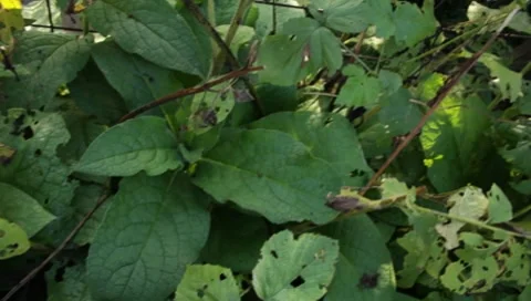 MVI 1806 Stock Footage 8652935