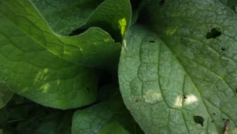 MVI 1807 Stock Footage 8652939