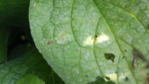 MVI 1808 Stock Footage 8652946