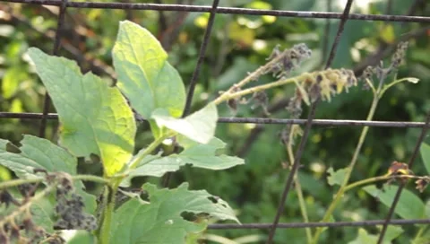 MVI 1809 Stock Footage 8652944