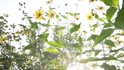 MVI 1810 Stock Footage 8652960