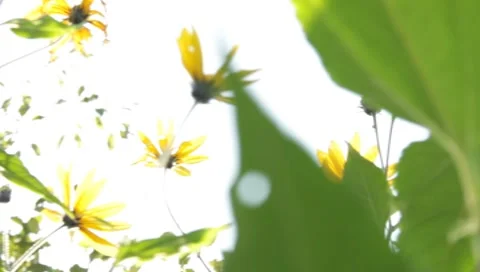 MVI 1811 Stock Footage 8652965