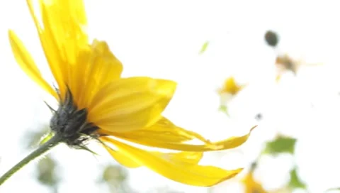 MVI 1812 Stock Footage 8652970