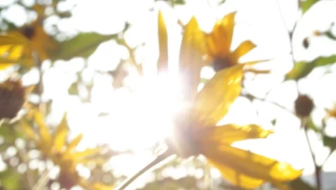 MVI 1813 Stock Footage 8652979