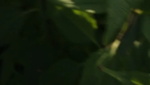 MVI 1814 Stock Footage 8652980