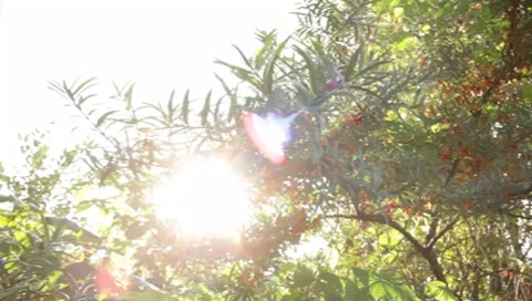 MVI 1817 Stock Footage 8652989