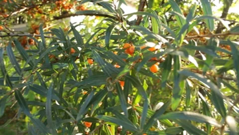 MVI 1819 Stock Footage 8652995