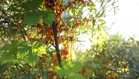 MVI 1820 Stock-Footage 8653008