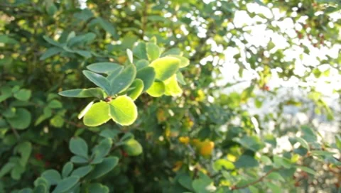 MVI 1821 Stock Footage 8653001