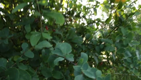 MVI 1822 Stock Footage 8653013