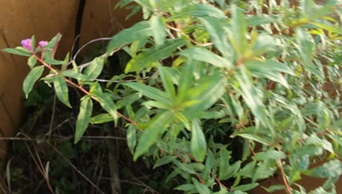 MVI 1826 Stock Footage 8653030