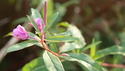 MVI 1827 Stock Footage 8653028