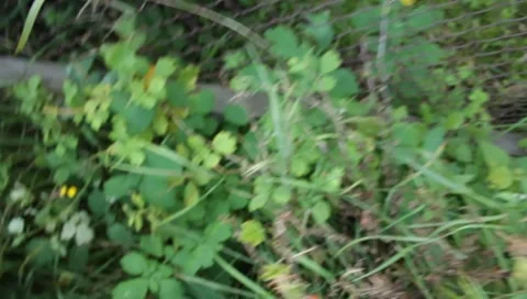 MVI 1833 Stock Footage 8653047