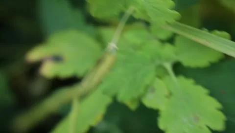 MVI 1835 Stock Footage 8653063