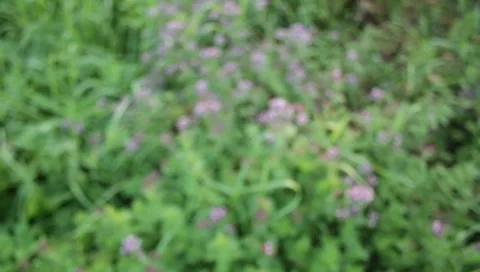 MVI 1837 Stock Footage 8653058