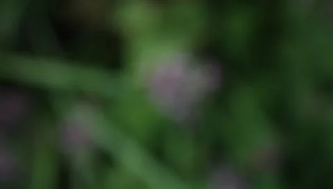 MVI 1838 Stock Footage 8653059