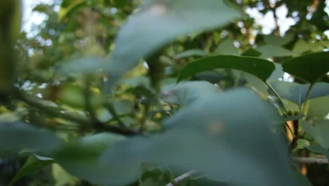 MVI 1843 Stock Footage 8653093