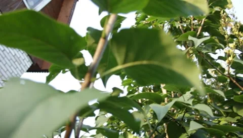 MVI 1844 Stock Footage 8653094