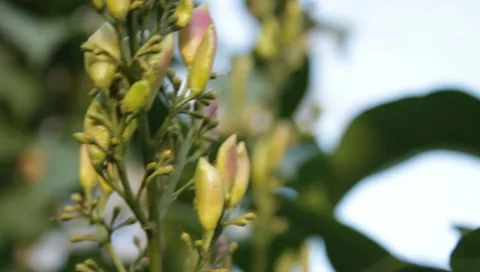 MVI 1845 Stock Footage 8653105