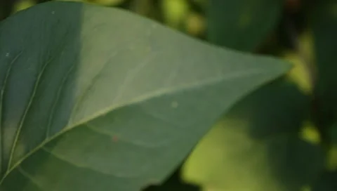 MVI 1846 Stock Footage 8653103