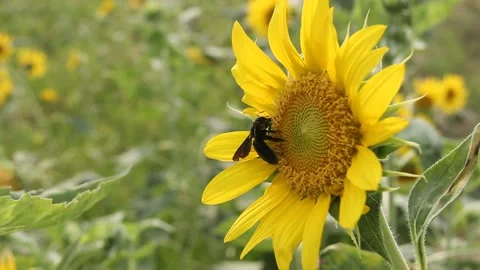 MVI 1859 Stock-Footage 138848029
