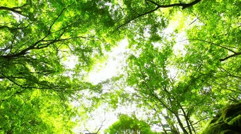 MVI 1909 Stock Footage 11075426