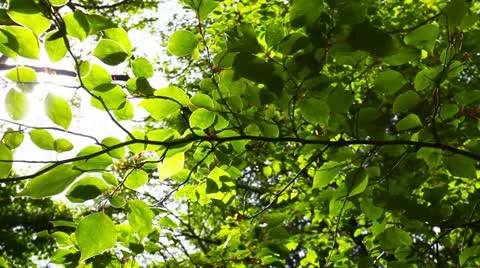 MVI 1913 Stock Footage 11075361